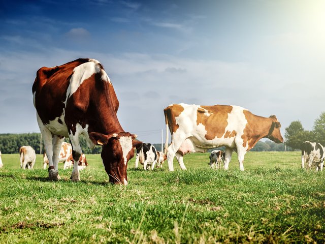 Diagnostic Robot boosts animal disease testing in New Zealand