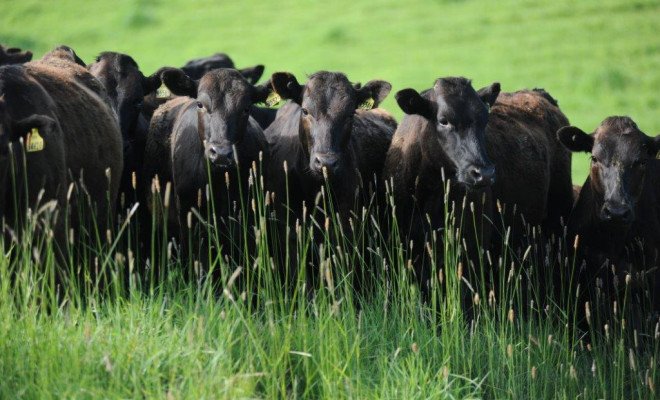 New Zealand’s M. Bovis Programme confirms properties continue to decrease