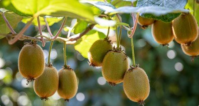 United Arab Emirates’ consumption of fruit and vegetables grow  