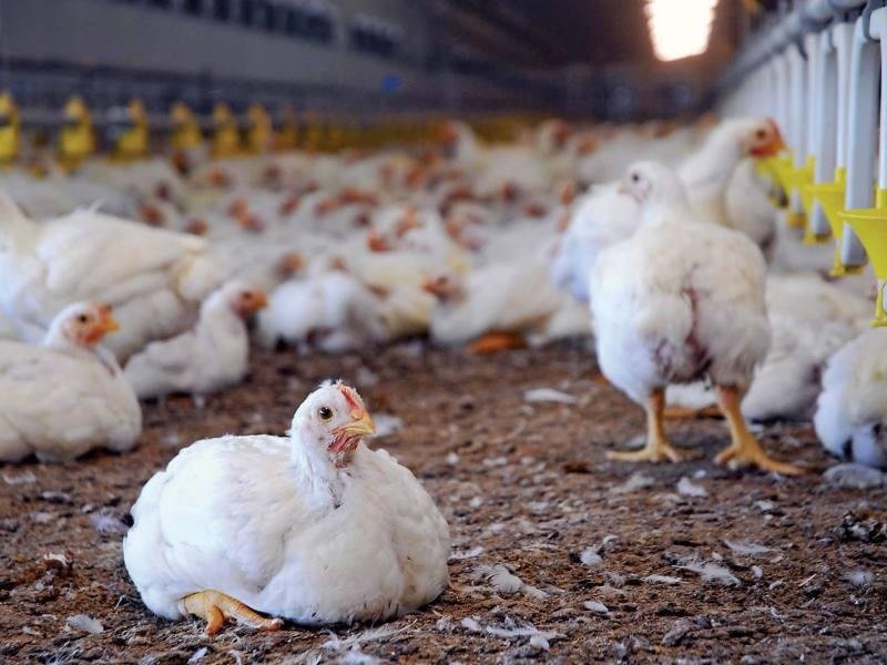 Japan culls 10 Mn of flu-infected birds