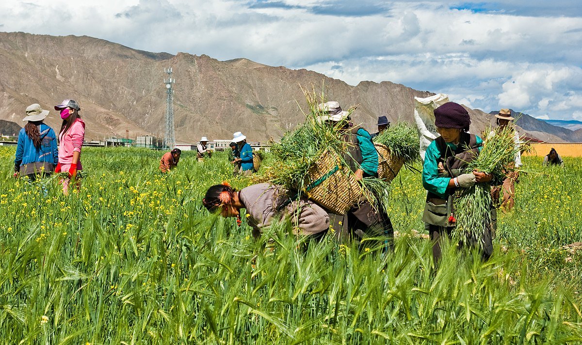 Tibet's agri output hits record high in 2022