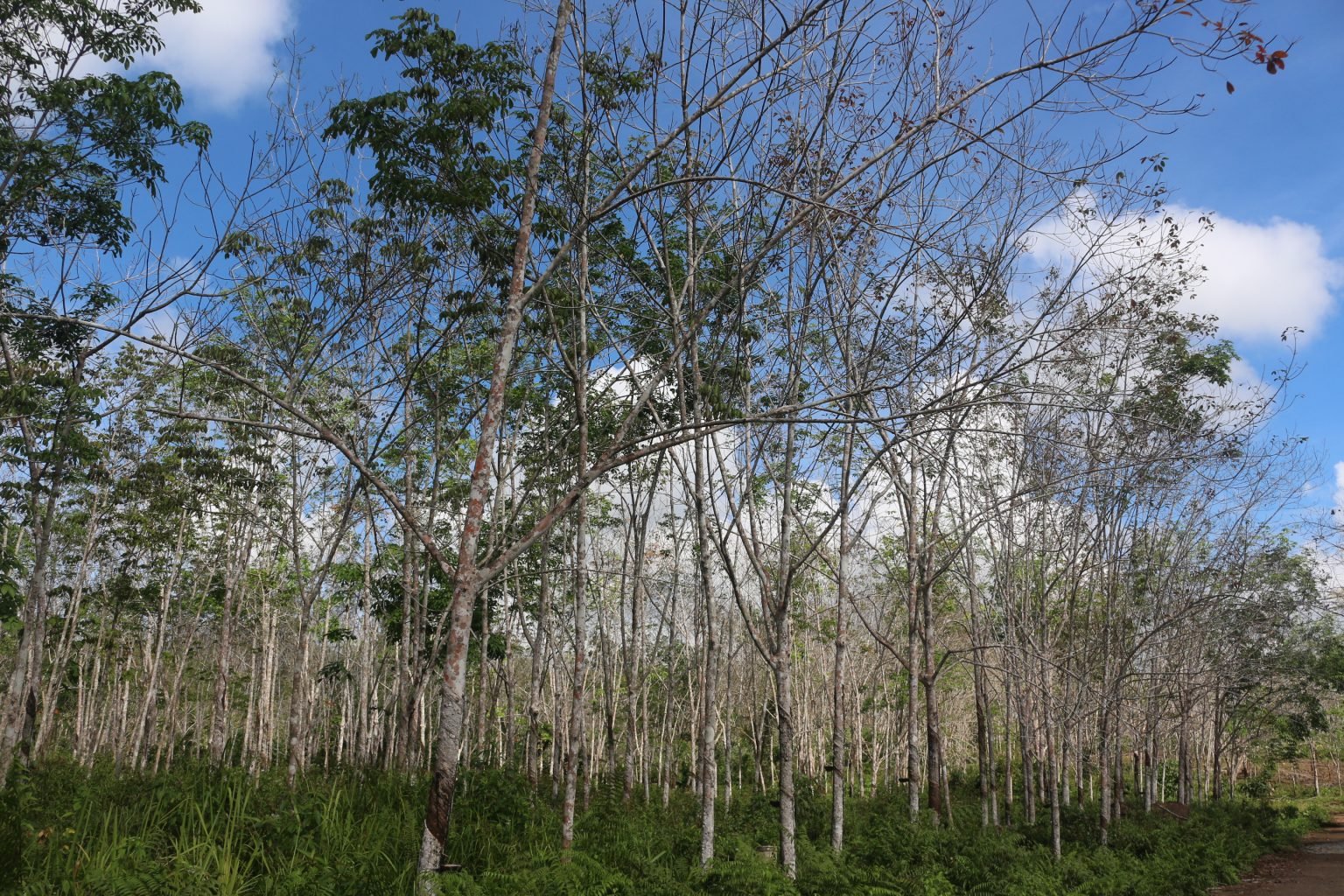 Philippines Research Institute sets a master plan for rubber treatment