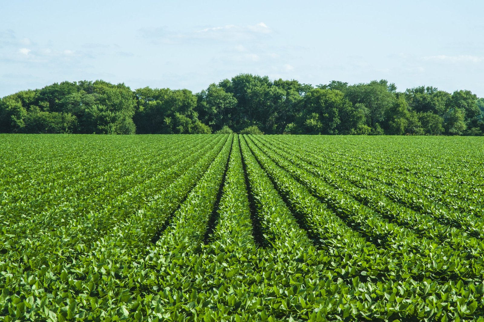 China's Heilongjiang province plans expansion of soyabean planting