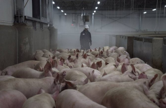 China asks slaughterhouses to stabilise hog prices