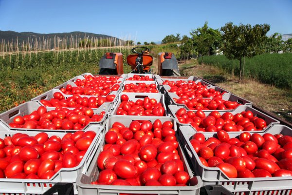 Texas A&amp;M research project aims to enhance tomato yield in Qatar