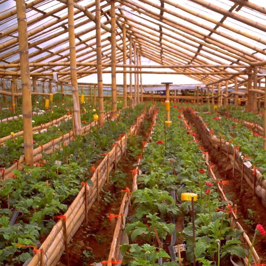 Saudi Arabia approves plan to increase agricultural production in greenhouses