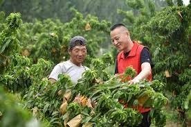 China sees robust farm produce online retail sales in 2022