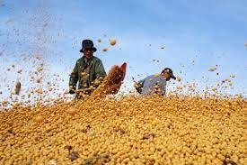 China’s soybean growth hits record high