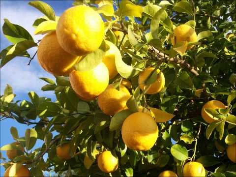 Saudi Arabia to plant 49 Mn fruit and lemon trees