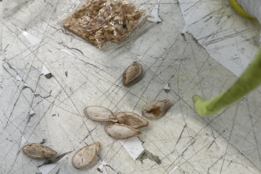 Seedy concealment in shoes foiled by biosecurity staff in Australia