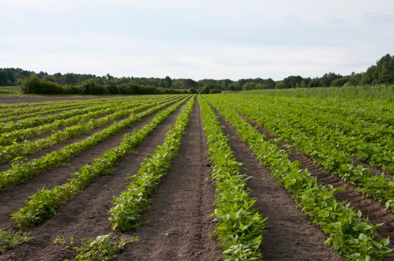 Egypt’s agricultural exports hit a record high in 2022