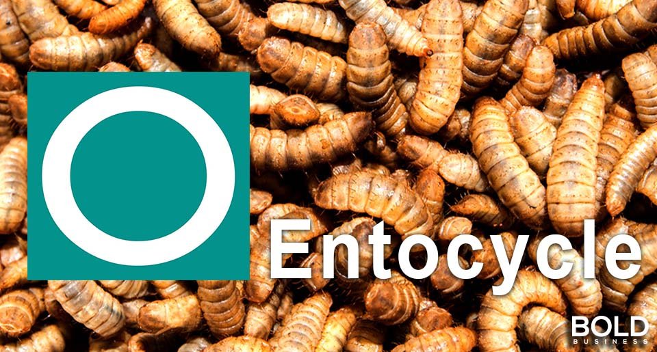 Entocycle secures $5 Mn Series A to license tech solutions for insect farms