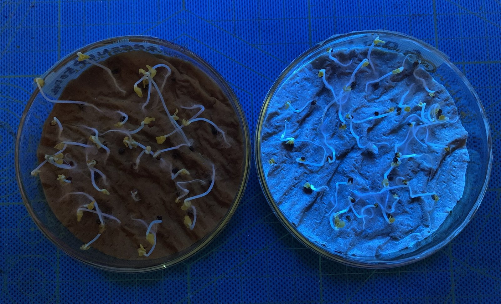 Japan’s Green Science Alliance invents Fluorescent Fertilizer using QDNF technology