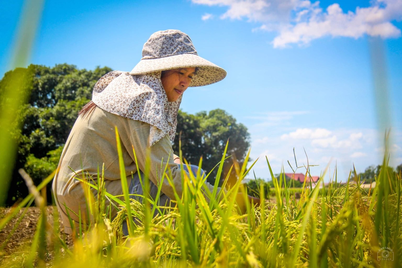<strong>Philippines admin pushes hybrid seeds to boost rice production</strong>