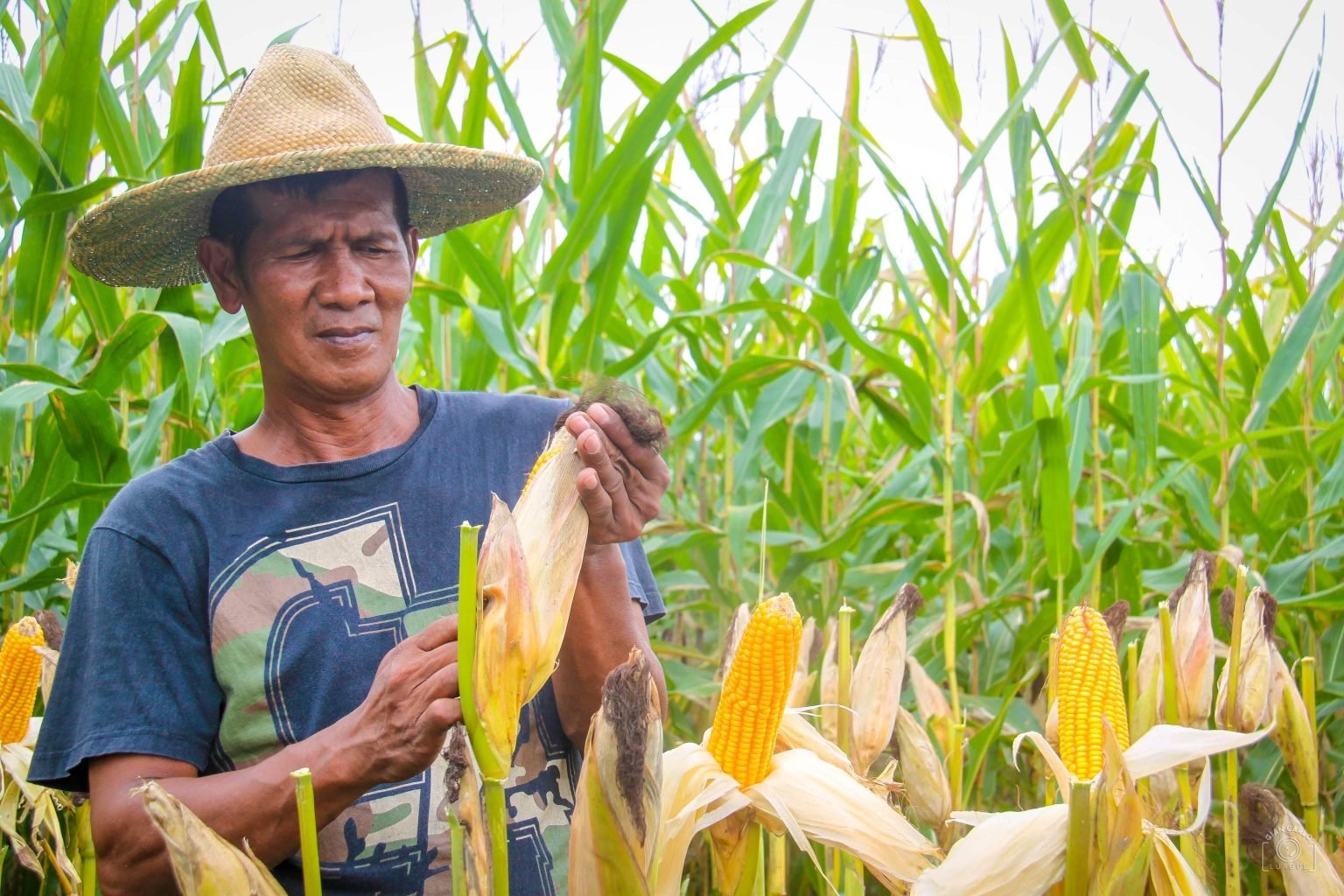 Philippines to launch corn devp program to improve yield