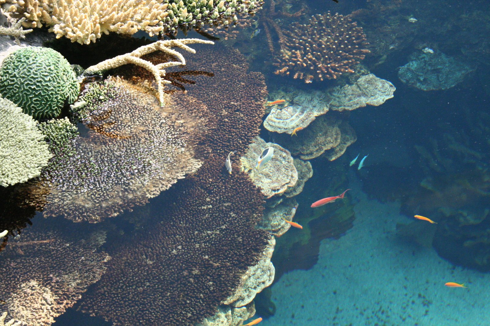 Ping An launches Ocean Carbon Sink Index insurance policy in China