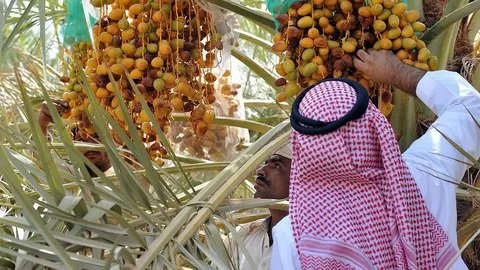 <strong>Saudi Arabia’s dates export rise by 5.4% in 2022</strong>