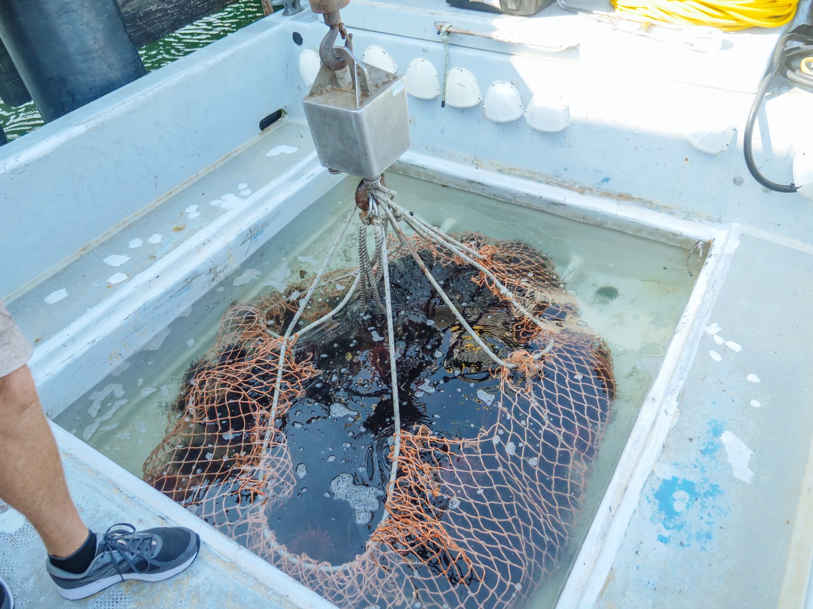 Microban introduces antifungal additives for PVC, PU, and EVA applications