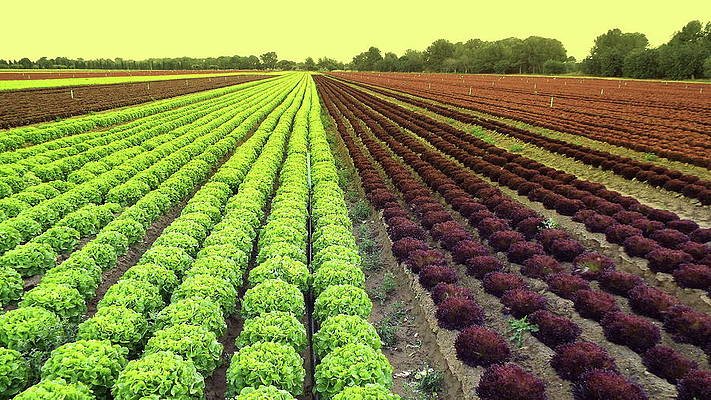 New Zealand’s horticulture sector targets $12 Bn in exports by 2035