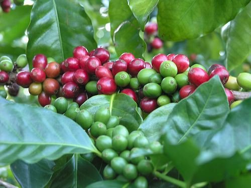 <strong>Vietnam’s coffee export to Spain reaches $287 Mn</strong>