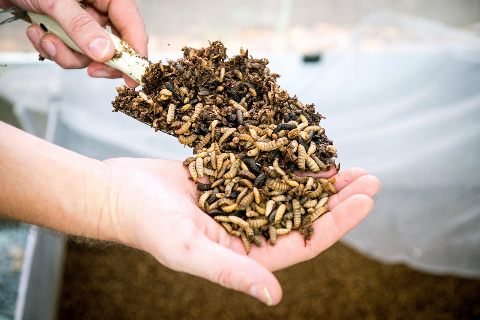 Malaysia approves insect meal export to EU & UK markets