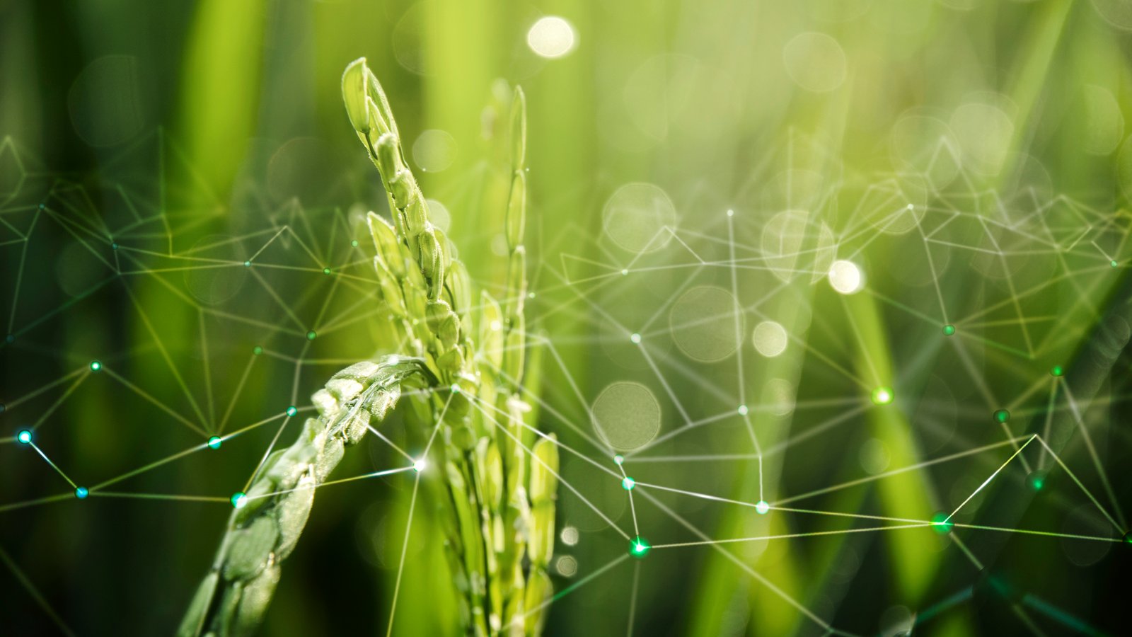Syngenta Biologicals and Provivi® partner to  introduce pheromone solutions across Asia
