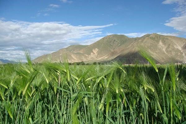 Tibet plans to expand planting area of highland barley