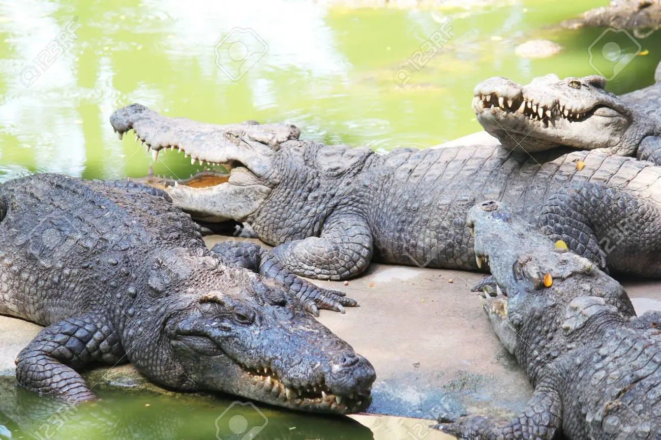 <strong>Crocodile farming in Asia needs a push</strong>