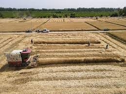 Northwest China's arable land develops into high-standard farmland