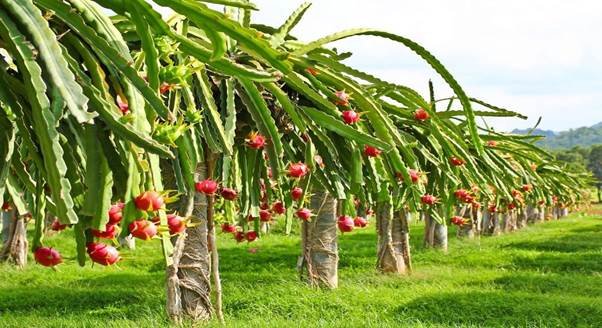 <strong>Vietnam’s dragon fruit export turnover reaches $47 Mn in Jan, Feb</strong>