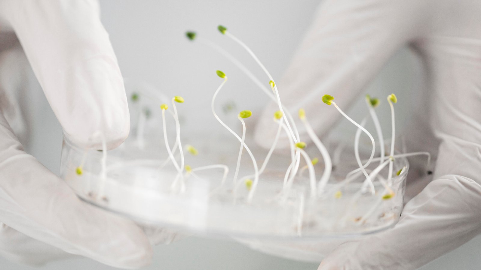 Agmatix and BASF partner to develop Soybean Cyst Nematode detection tool