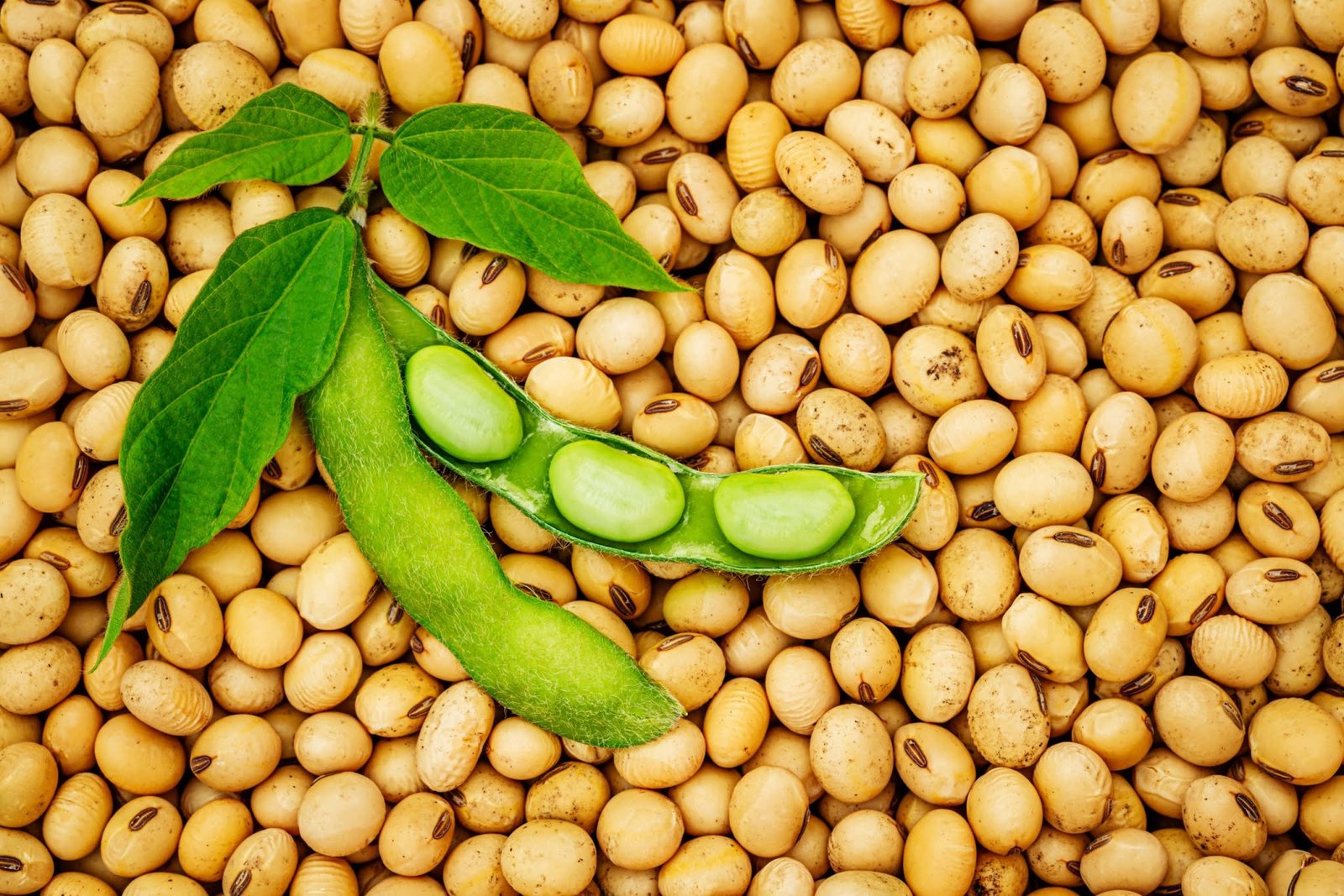 <strong>China rolls out policies to stabilise soybean production</strong>