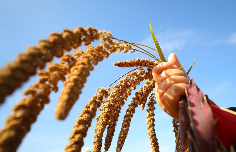 China unveils list of high-quality farm produce