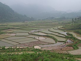 China launches big data platform for rice industry 