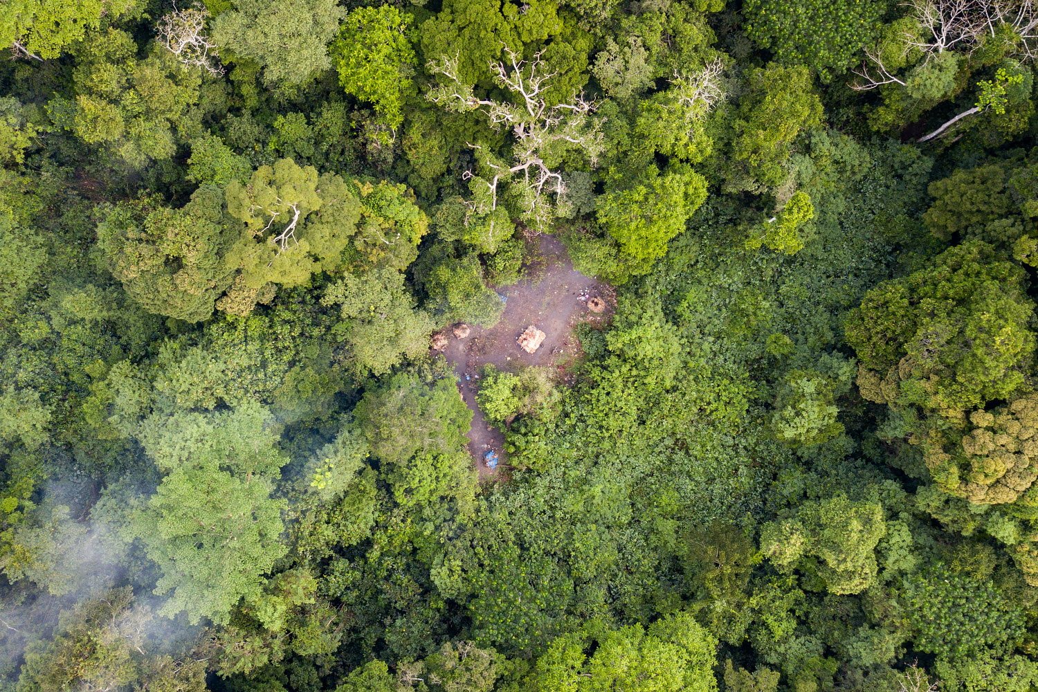 FAO and UK launch 5-year AIM4Forests programme
