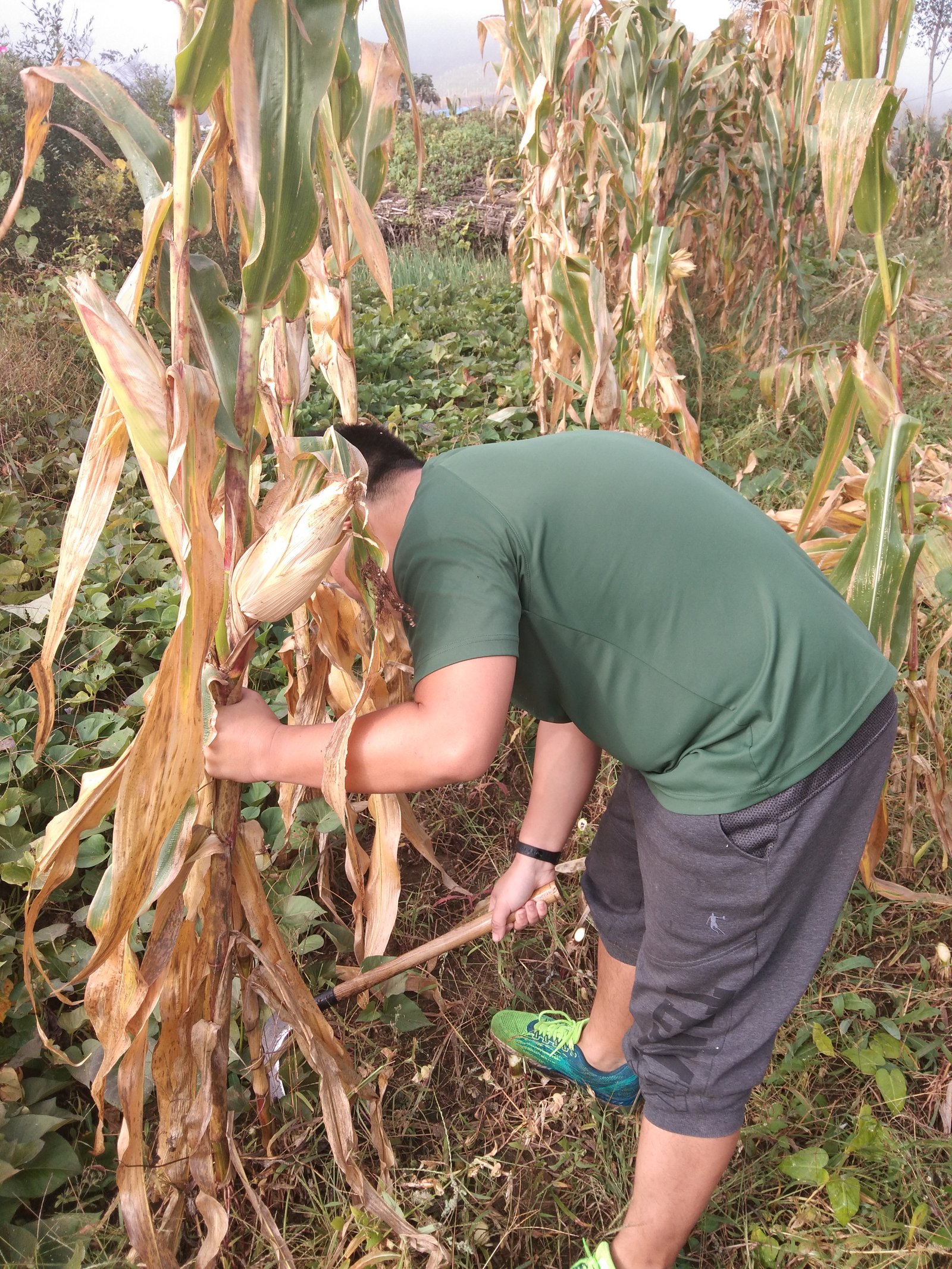 China's grain output to reach 694Mn tonnes in 2023
