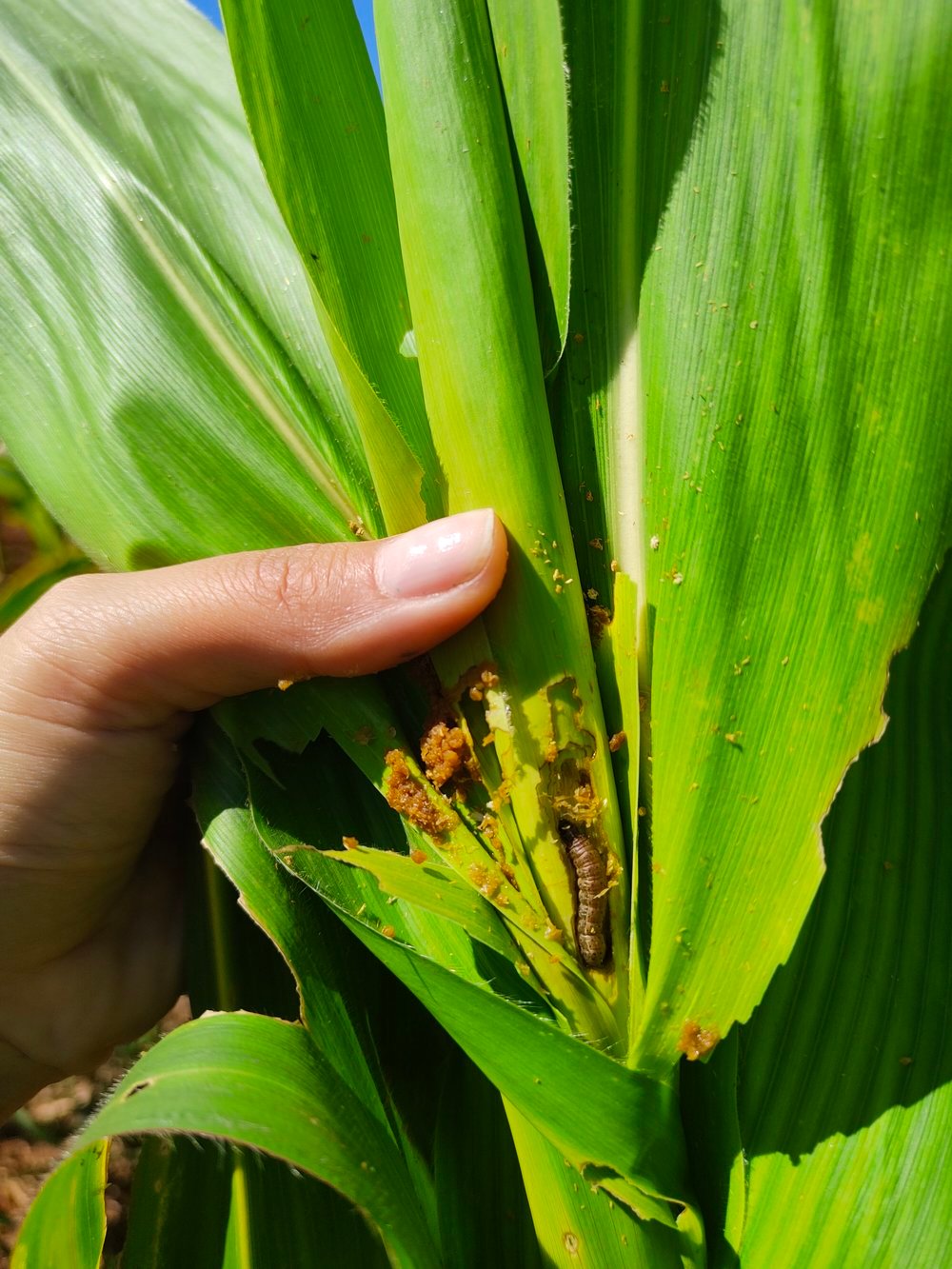 Oxitec achieves biological pest control in Brazilian corn farms