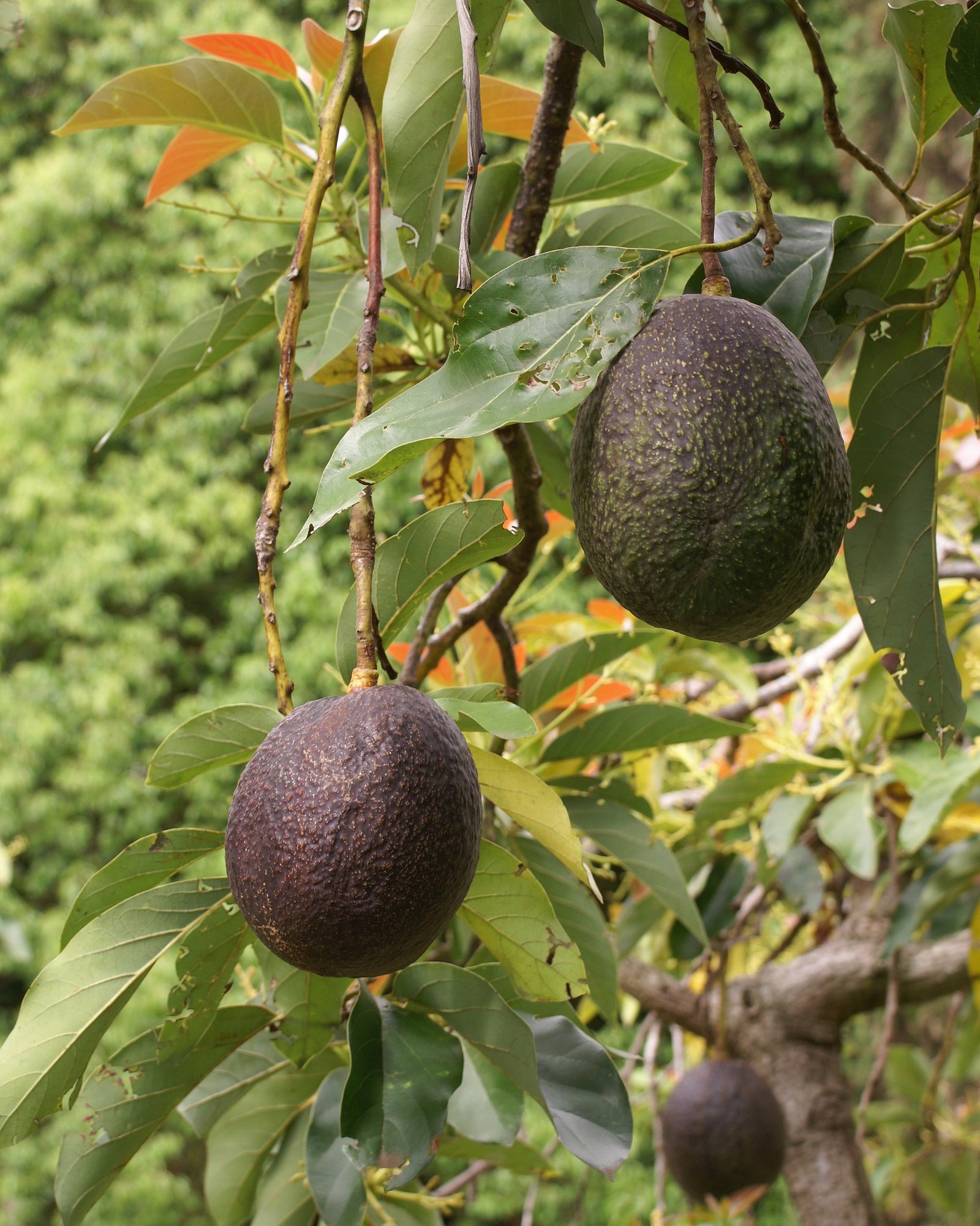 World Avocado Congress opens in Auckland