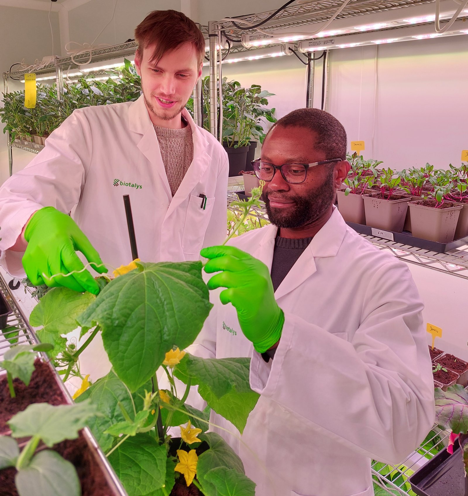 Syngenta to leverage Biotalys’ insecticide biocontrol pipeline