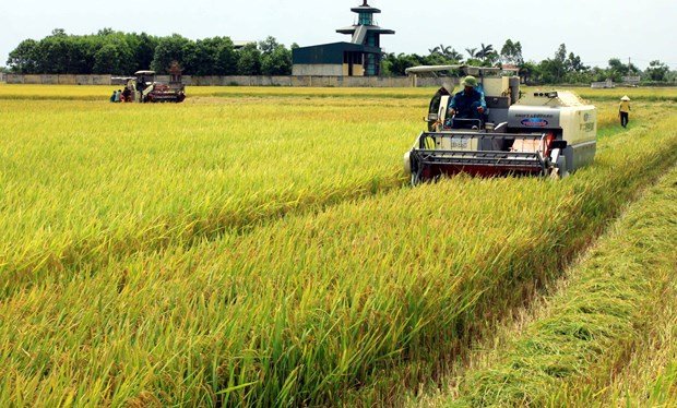 Vietnam announces high-quality rice project in Mekong Delta