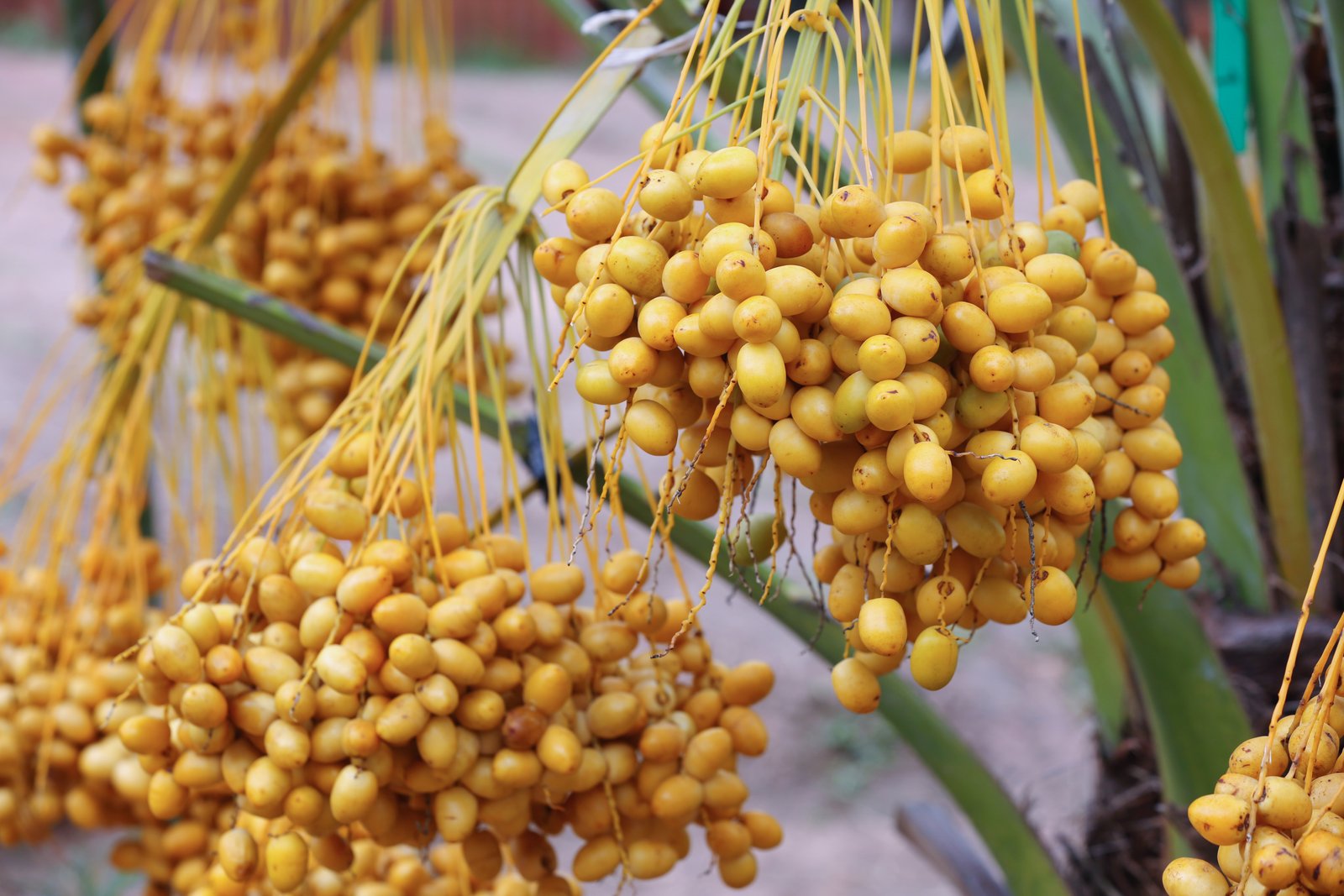 Malaysia sets to expand its palm oil exports to South Africa and the Middle East