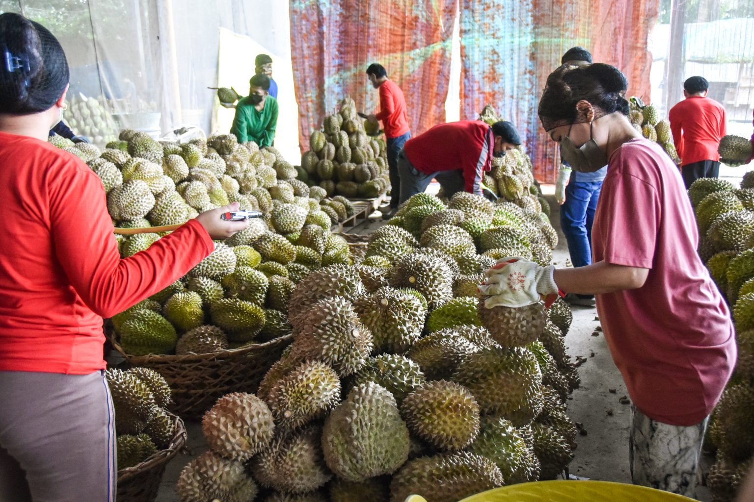 First batch of Philippine durian weighing 28k kg shipped to China