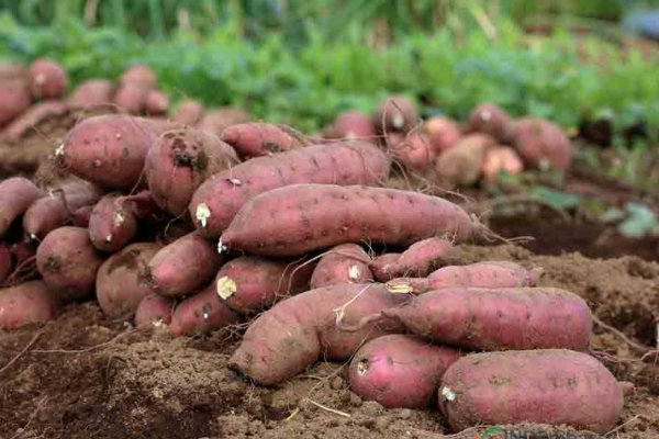 Vietnam’s 70 regions to export sweet potatoes to China