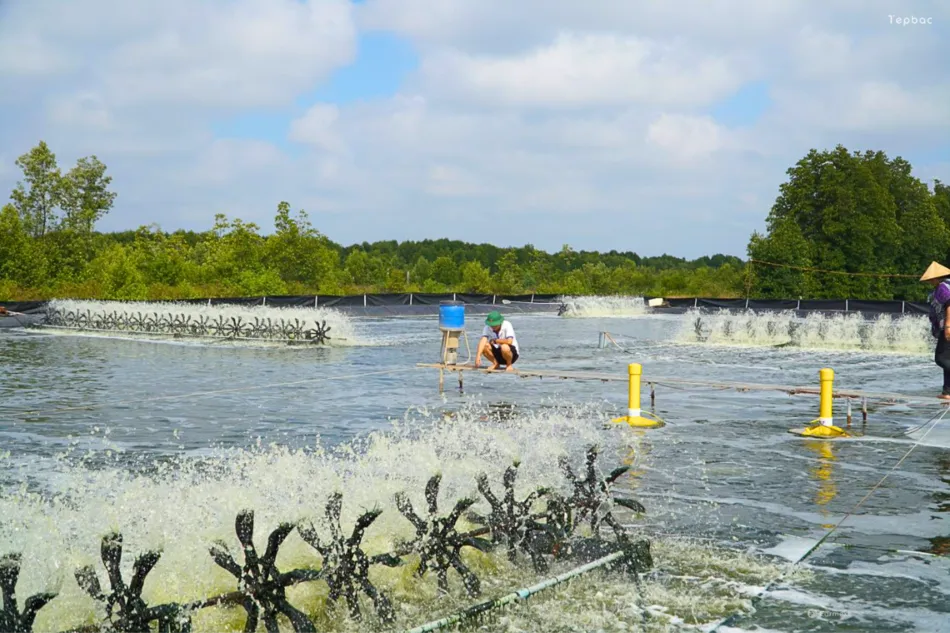Vietnamese shrimp tech platform, Tepbac receives funding to digitise shrimp farming