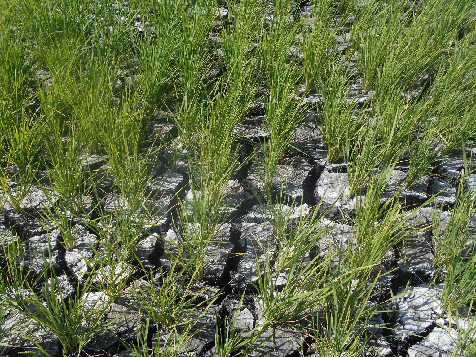 Philippines rolls out plan to mitigate impact of El Niño
