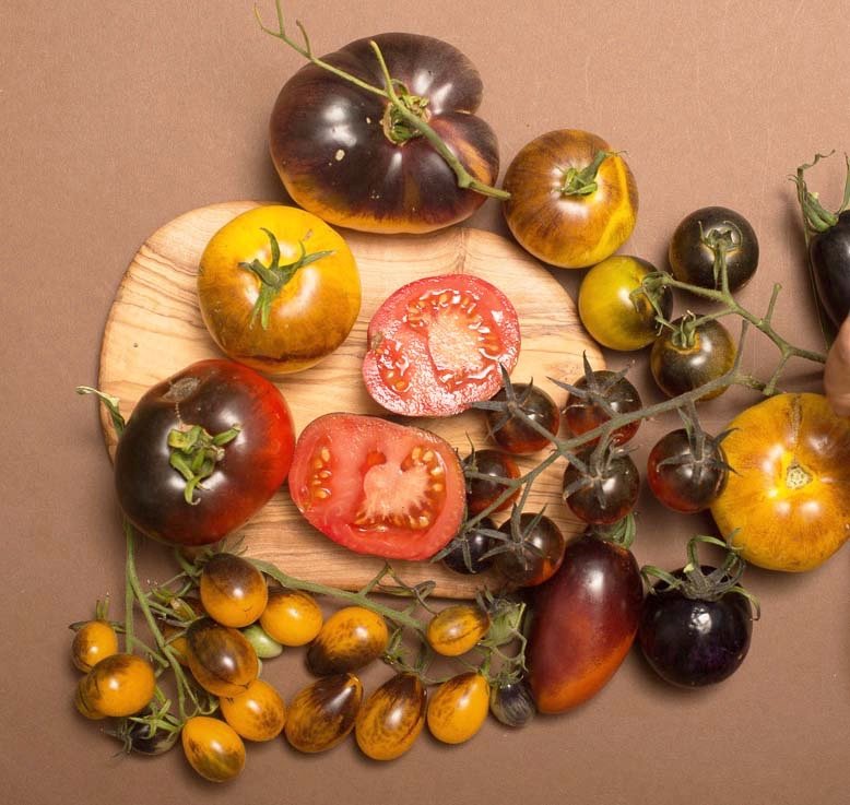 Researchers produce purple tomatoes with healthy antioxidants