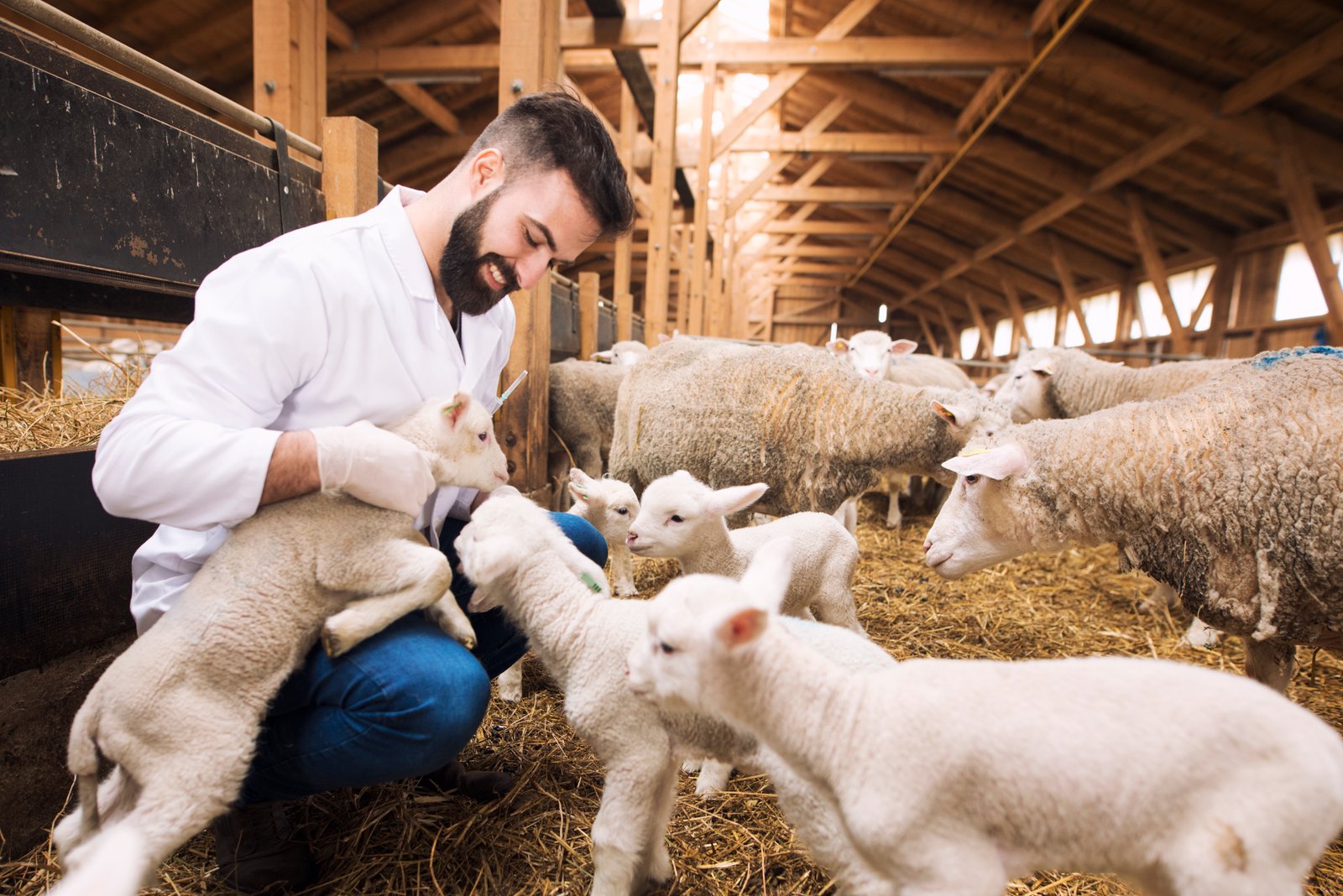 Global NGO 'Compassion in the World Farming' proposes strategies to reform animal farming