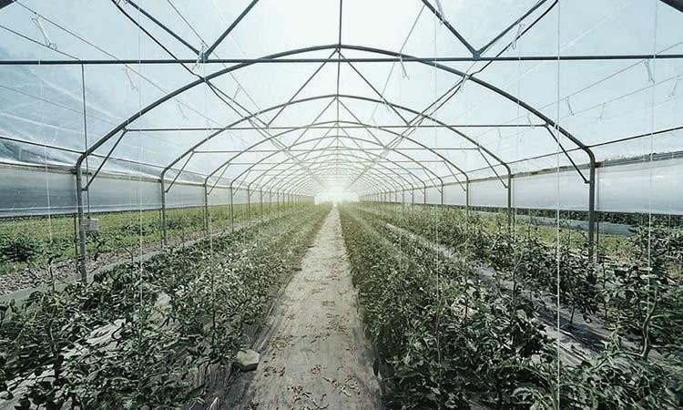 UAE approves 71 economic activities to promote sustainable farming