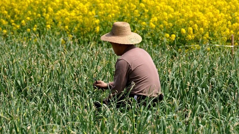 China’s agri-produce foreign trade up by 11.5% in Q1
