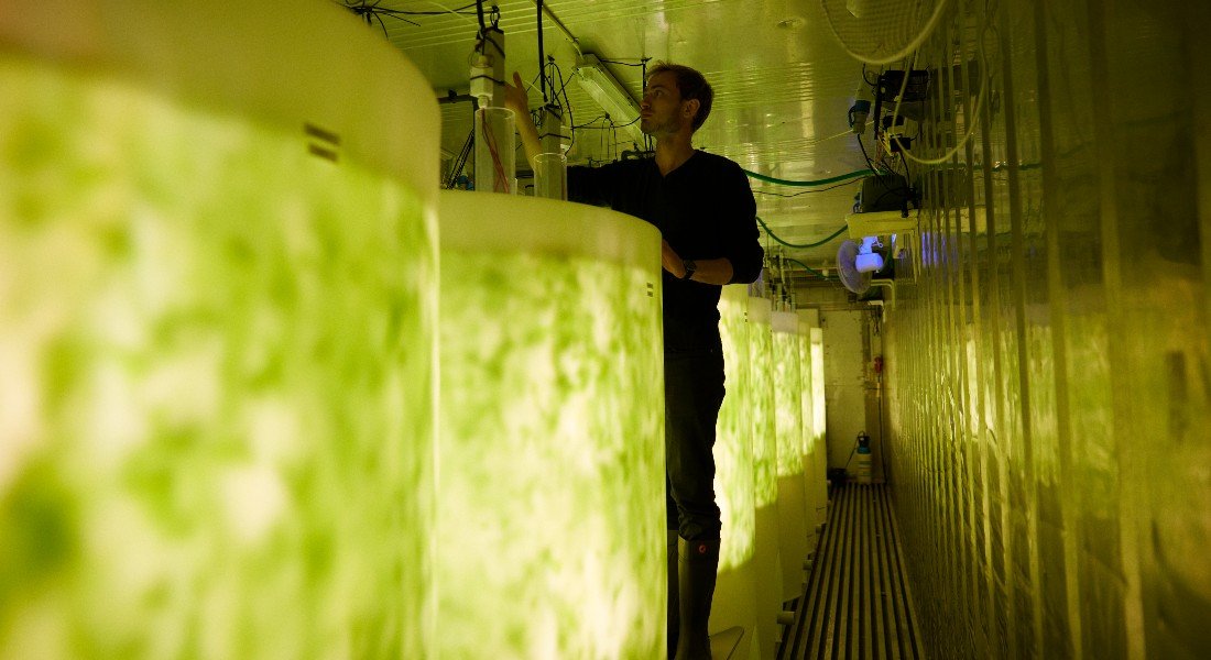 Danish innovation to convert shrimp and fish farming derivatives into edible seaweed